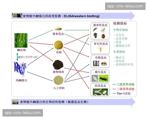深度调查：升班马伊普斯维奇成功的青训体系与可持续运营模式